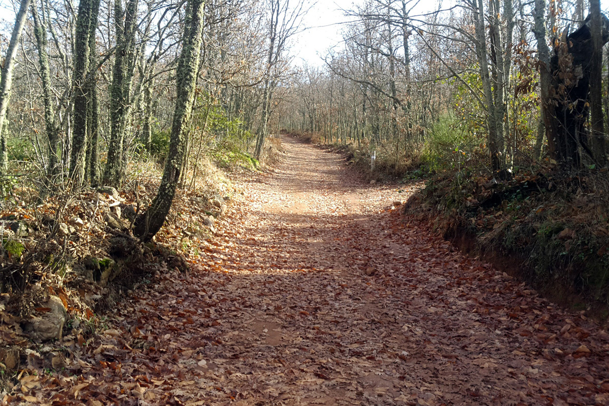 Ruta Castaños de Calabazas